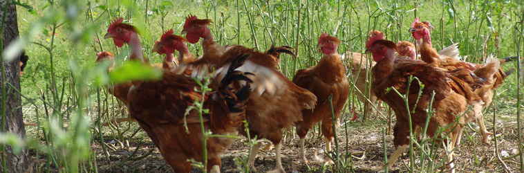 FATTORIA LA FORNACE - Polli rustici e sicuri