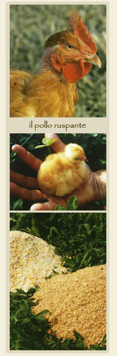 Fattoria la Fornace di Alessandro Varesio