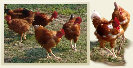 Fattoria la Fornace - Pollo rurale allevato all'aperto