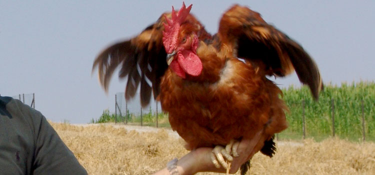il Gallo Ruspante