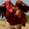 il Gallo Ruspante
